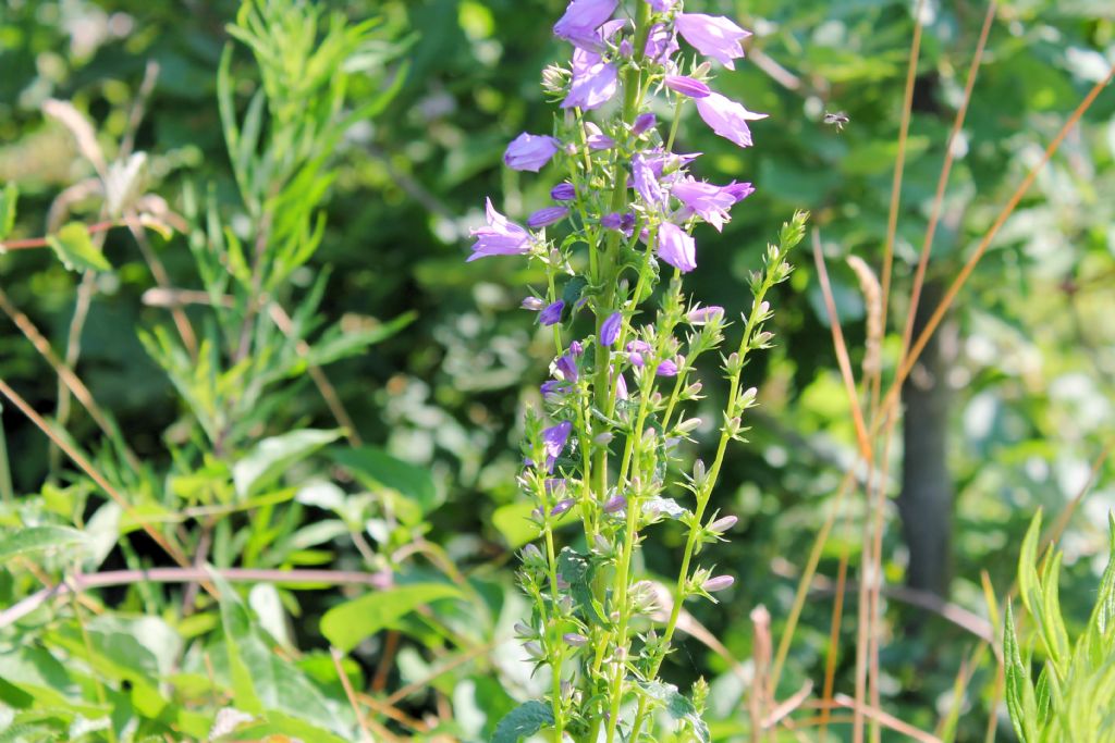 Campanula bononiensis / Campanula bolognese